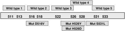 NOTE: WT-wild type; MUT-Mutation; rpob, katg, inha-genes; Rif-Rifampicin; INH-Isoniazid Figure 1: Examples for banding patterns and their evaluation with respect to RMP and/or INH resistance Figure
