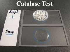 Catalase test Only staph species are able to hydrolyze H202 to oxygen