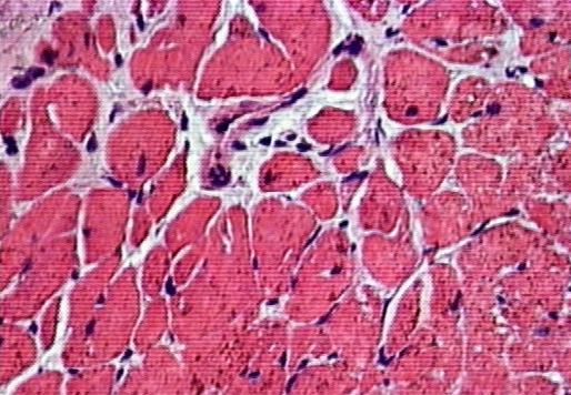 histological sections stained with
