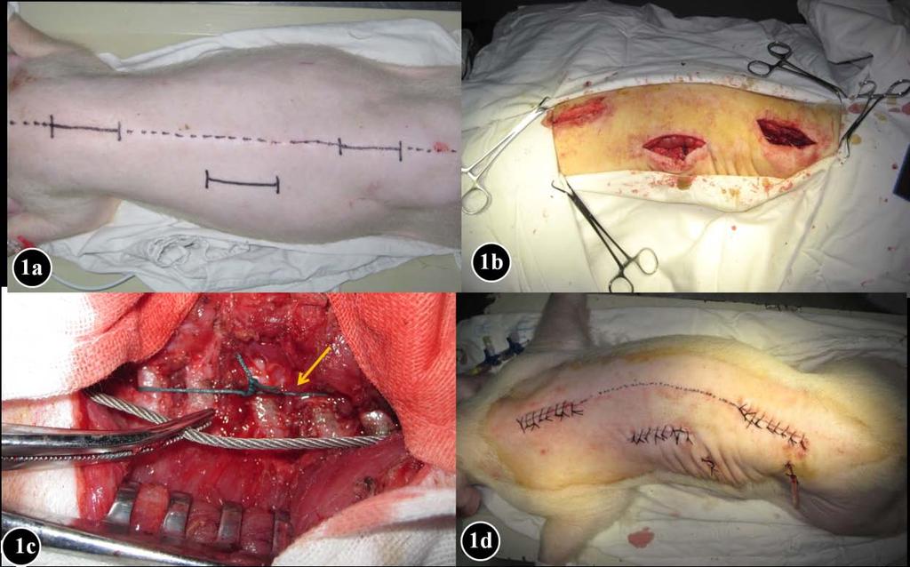Materials and methods 10 female pigs (age, 5 6 weeks; weight, 5 7 kg) underwent posterior asymmetric tethering surgery.