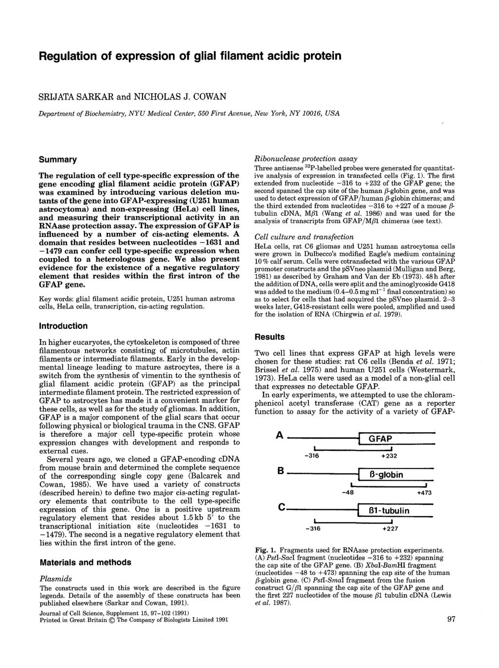 Regulation of expression of glial filament acidic protein SRIJATA SARKAR and NICHOLAS J.