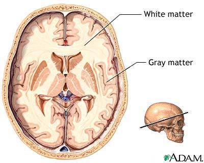 White matter The way in which information is taken from one neuron