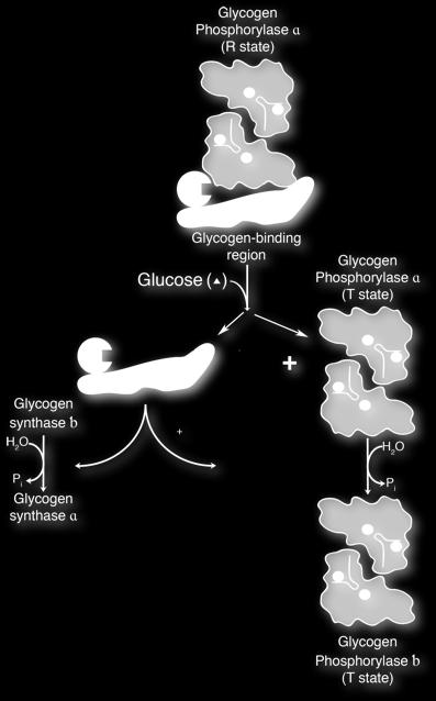 will dissociation from Phosphoprotein Phosphatase so it is become active.and start glycolysis and glycogenesis.