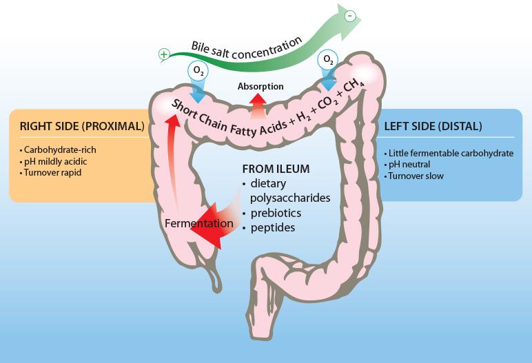 Metabolism of the gut microbiota High SCFA production and absorption 137-197 mmol/kg Low SCFA production and absorption 86-97 mmol/kg carbohydrate metabolism (~40g/day) Major