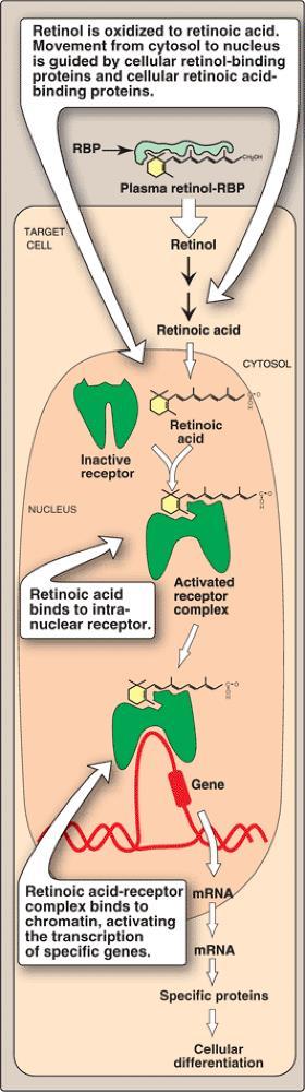 Mechanism of action of vitamin A Retinoic acid binds with high affinity to specific receptors (epithelial cells) The complex interacts with