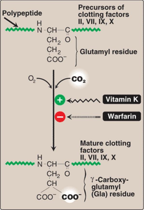 Vitamin K Exists in several forms: In plants: phylloquinone (vitamin K 1 )