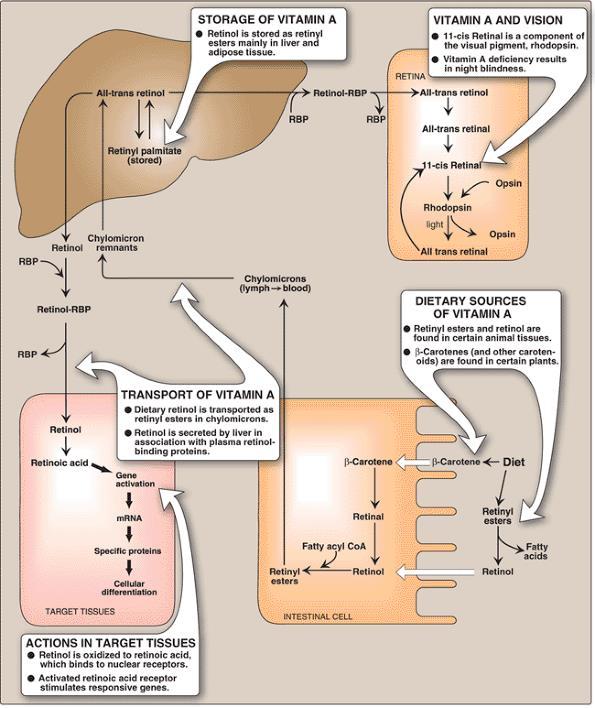 Absorption & transport of vitamin A Retinol esters, intestinal mucosa, retinol Carotenes, retinal, retinol Chylomicrons, lymphatic system, liver (storage)