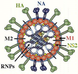 Case Study: Influenza Virus Proteins Influenza A virus Bird Flu H5N1 Hemagglutinin HA