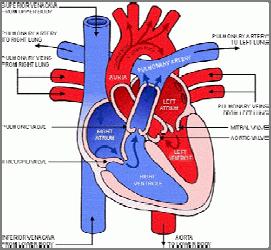 Heart Failure Chronic Disease Support Education for PSAs and their Caregivers Understanding How the Works Veins blood goes to the heart from the body