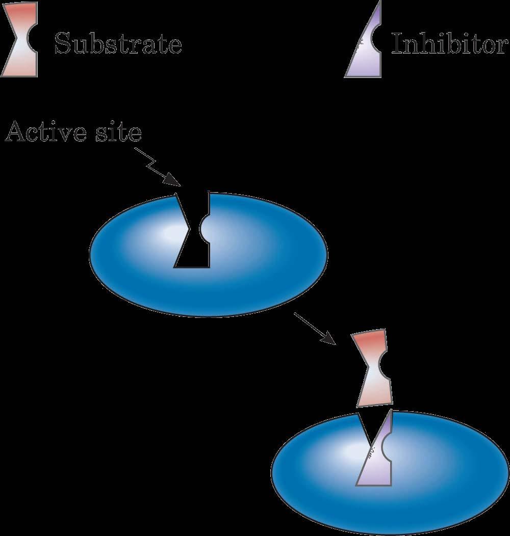 Mechanism of Action Figure 23-9 The mechanism of competitive inhibition.