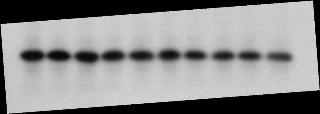 Uncropped Western blot images of