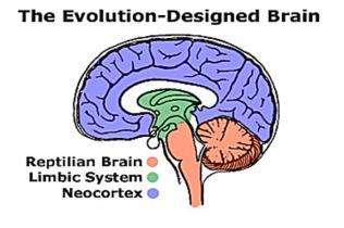 Primitive Brain Survival Brain Keep Me Safe and Satisfied Thinking Brain Thriving Brain I am Engaged & Curious My basic needs have been met and I am