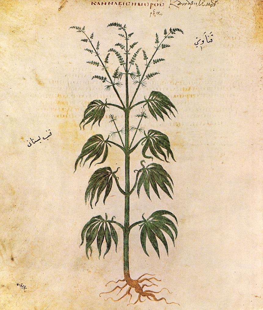 History Of Medical Cannabis Historical and archaeological evidence of widespread use in