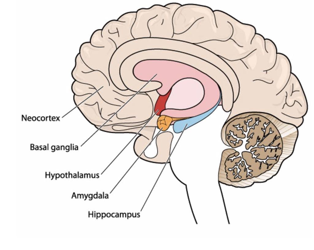 Brain Parts affected by fatigue Amygdala: Fight or Flight Prefrontal