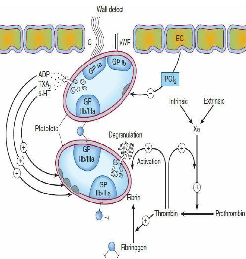 Platelet membrane receptors include the glycoprotein (GP) Ia receptor, binding to collagen (C); GP Ib receptor, binding von Willebrand factor (vwf); and GP IIb/IIIa, which binds fibrinogen and other