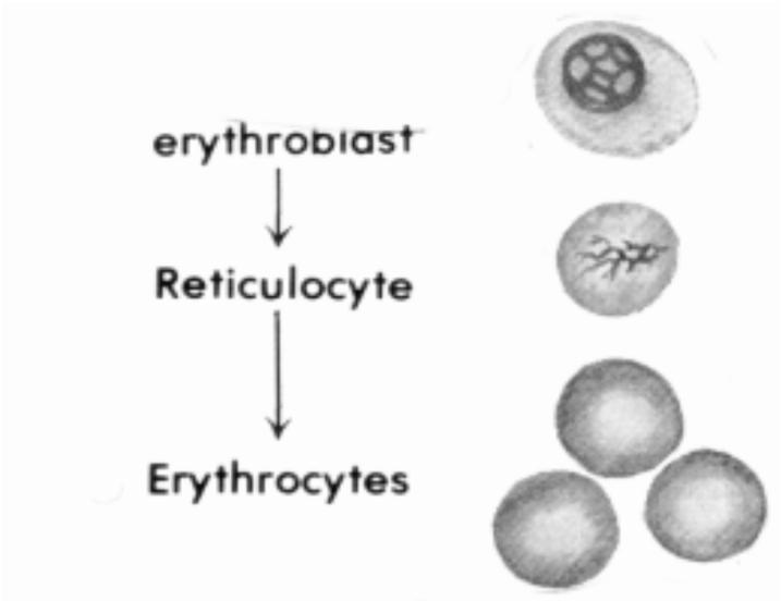 BIOLOGY OF ERYTHROCYTES/VASCULATURE * Fetal development RBC s produced in liver. Bone marrow production commences at 4 mo. in humans. From the 7 mo. on RBC production occurs ONLY in the bone marrow.