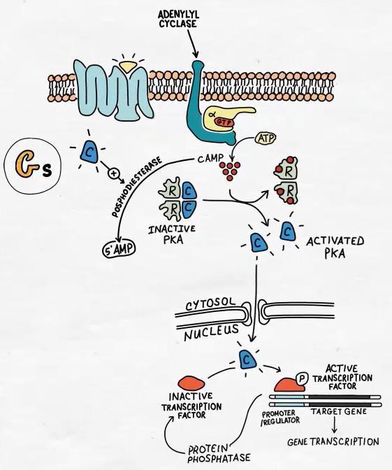 Adenylate cyclase signal transduction pathway Glycogen