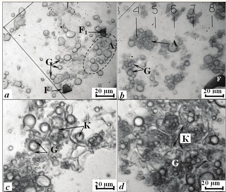 Sergey Ivanov et al. / Procedia Food Science 1 (2011) 275 280 277 more compact packing of globules in the internal structure than in Fig. 1, c.