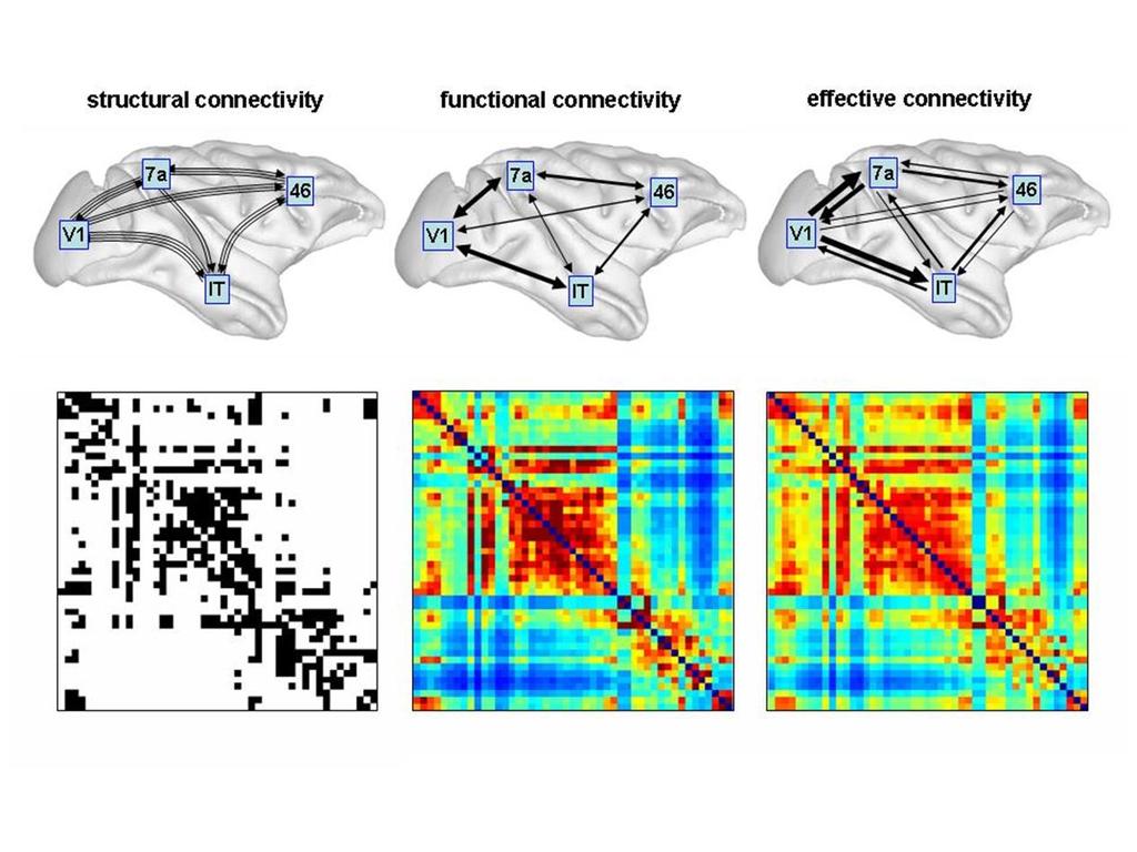 Connectivity in Brain Friston K.