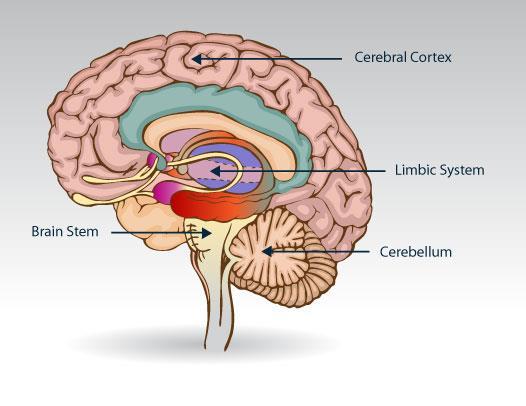 It allows us to react instinctively to avoid danger, find food, and procreate. The brainstem is the first brain structure to develop. 2.
