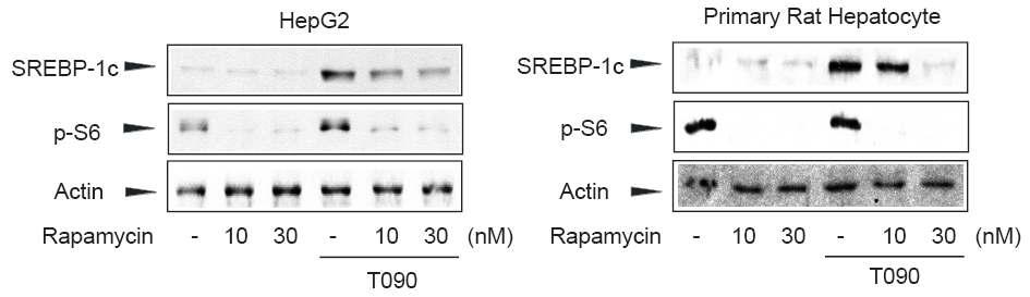 Repression of SREBP-1c by S6K1