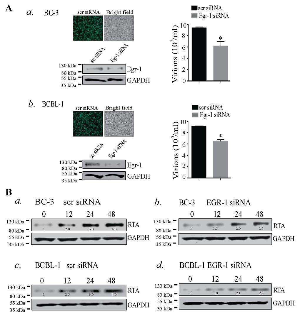 Importantly, both the KSHV positive cells, BC-3 and BCBL-1, depleted for Egr-1 showed reduced levels of RTA expression at all the time points post-induction (Figure 1B, compare panels, b and d with a
