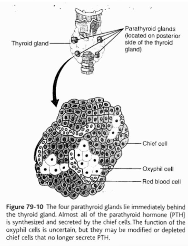 There are 2 types of cells to understand: - Chief cells: Produce parathyroid hormone (PTH) - Oxyphil cells: Don t produce PTH, they may be modified or depleted chief cells that no longer secrete PTH.