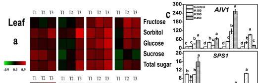 5. Expression levels of key genes involved in sugr