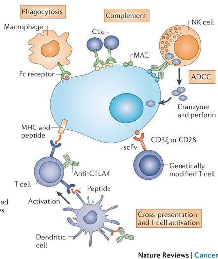 Immune-Mediated Tumor Cell Killing Cell