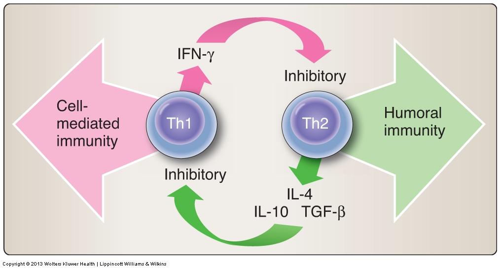 T H Cells Cytokines produced by T H 1 and T H 2 subsets: Promote growth of subset that produces them Inhibit