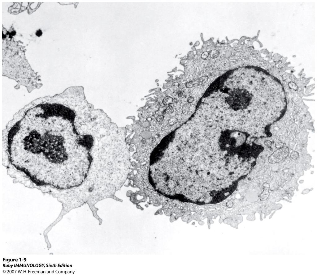 Antigen Presentation Electron micrograph of an