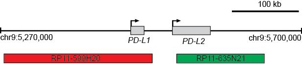 9p24.1/PD-L1/PD-L2 Locus Integrity and