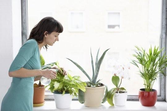 2. Indoor Potted Plants Indoor plants clean air naturally and return oxygen into the air you breathe Besides, indoor plants regulate air