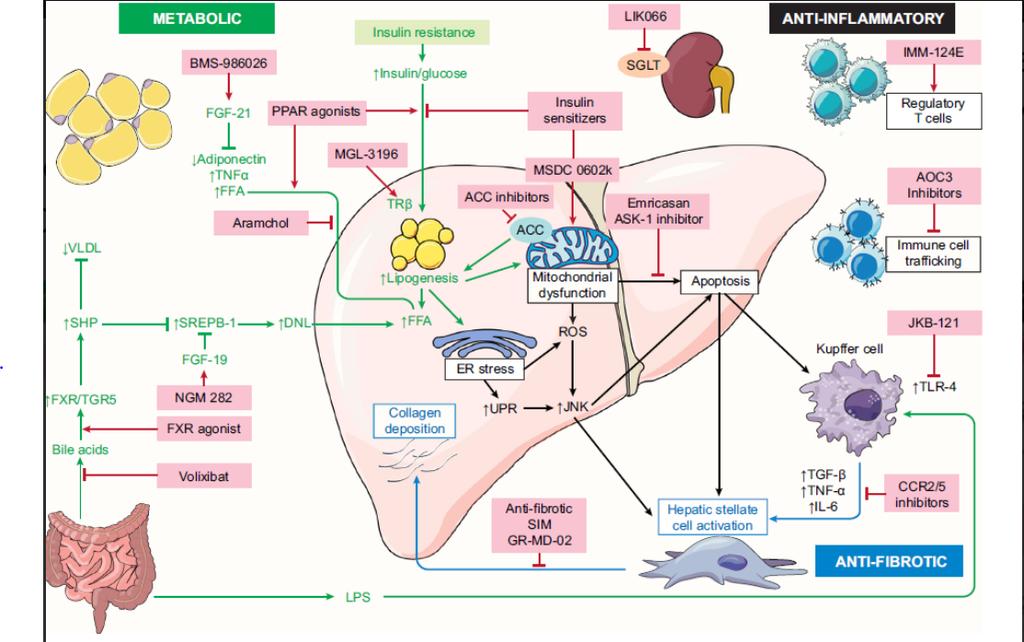 Targets for NASH Therapies Targets and drugs in current clinical trials for NASH cirrhosis Inhibition of apoptosis pathway Ø Emricasan Ø Selonsertib