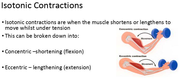 There are two type of contractions Isotonic- muscles