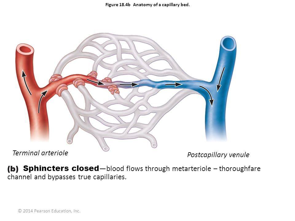 Vascular Shunt System This is where blood redistributes to muscles with greater demand, while diverting away from
