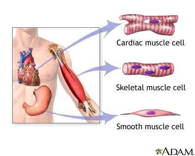 Types of Muscle Cardiac Muscle 1. Found in the heart 2. Oxygen dependent and involuntary 3. Aids blood flow through the heart. Skeletal 1. Found around the body. 2. Can work with or without oxygen and works voluntary.
