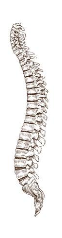 The spine has 3 natural curves A healthy spine with proper alignment has 3 natural curves: cervical, thoracic, and lumbar. These curves keep your body balanced.