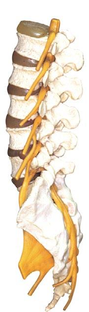 The spinal cord runs through the middle of your spine The spinal cord is the nerve center of your body. It runs through the center of your spine It connects your brain to the rest of your body.