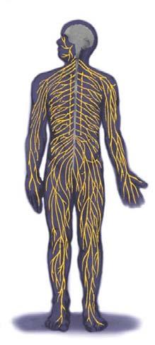 The Nerves Nerves consist of neural cables containing many axons.