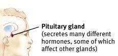 Pituitary Gland Is called the master gland.