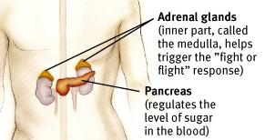 Adrenal Glands Adrenal glands consist of the adrenal medulla and the cortex.