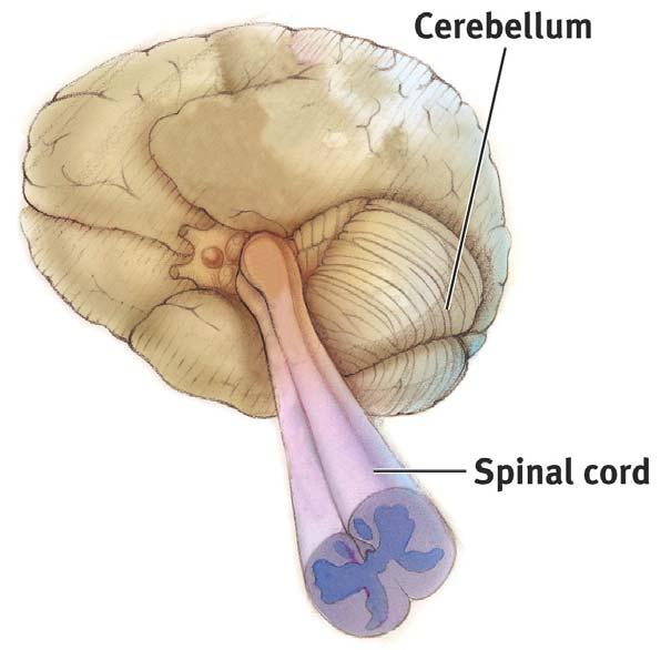 Cerebellum The little brain attached to the rear of the