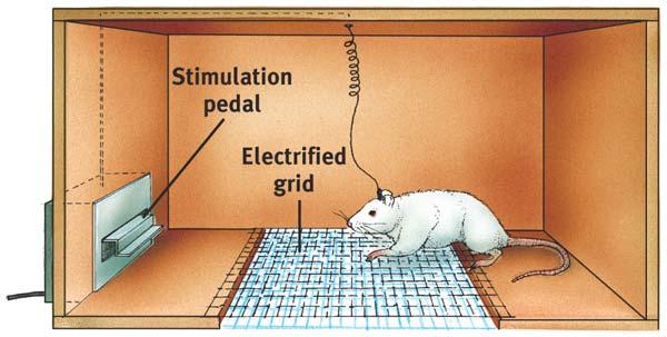 Reward Center Rats cross an electrified grid