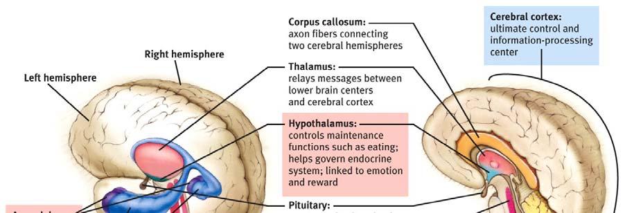 The Cerebral Cortex The intricate fabric of