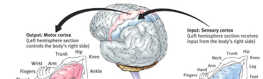 Functions of the Cortex The Motor Cortex is the area