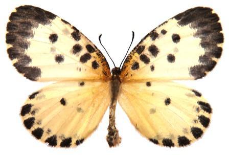 *Pentila maculata (Kirby, 1887) Multi-spot Pentila Tingra maculata Kirby, 1887. Annals and Magazine of Natural History (5) 19: 363 (360-369). Pentila abraxas maculata (Kirby, 1887). Ackery et al.