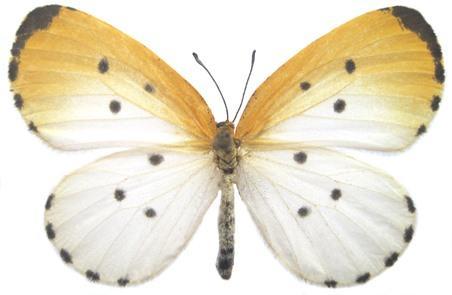 Habits: This is a scarce butterfly and nothing has been published concerning its habits (Larsen, 2005a). *Pentila phidia Hewitson, 1874 Ghana Pentila Pentila phidia Hewitson, 1874.