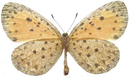 The species was, in fact, discovered at Mount Selinda by Percy Shepphard in 1938. Diagnosis: Darker orange, larger and more heavily marked than Pentila tropicalis (Pringle et al., 1994).