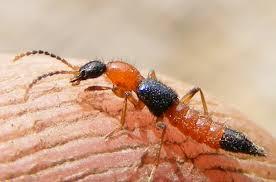 Bug Bites and Rash Blister Beetles